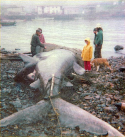 540: "Greenland shark caught July 24/75 by Maurice &amp;amp; Francis Barry". Maurice Barry at  left, Krista Ryan in yellow, Kippy the dog. (1975) [courtesy of Lorna Richardson]  - Maurice son of Thomas Barry &amp;amp; Catherine Corrigan; Krista daughter of Denis Ryan &amp;amp; Lorna Chapple